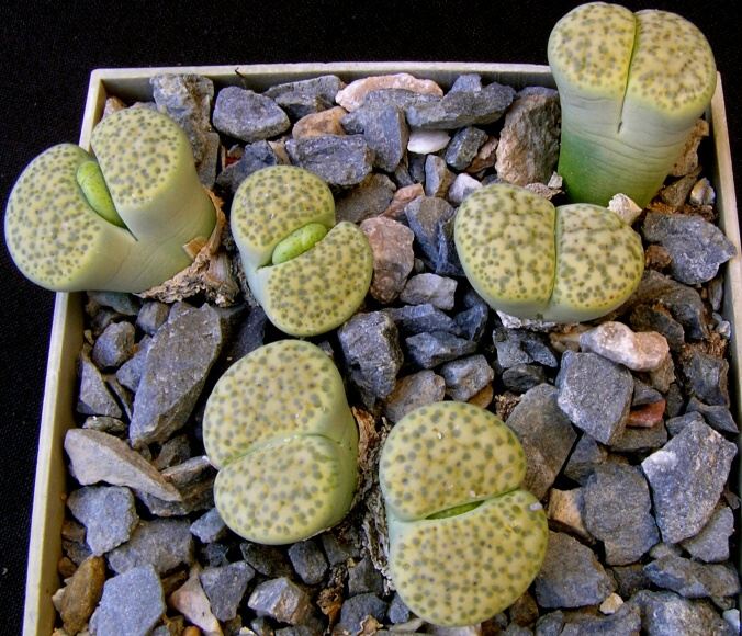 Lithops fulviceps cv.Aurea (1977) C 363