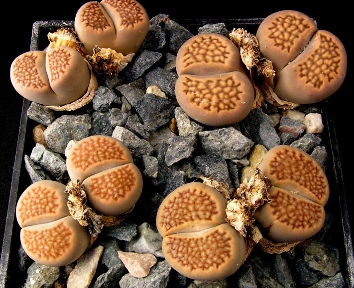 Lithops hallii De Boer (1957) PV 631 