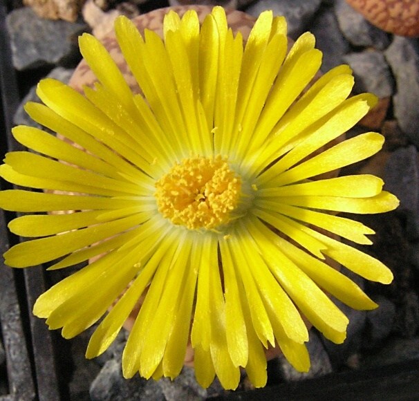 Lithops hookeri  (Berg.) Schwant. (1874) - květ 