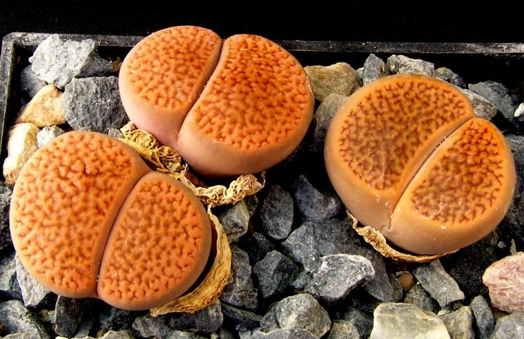 Lithops hookeri v.lutea (De Boer) Cole (1964) C 038