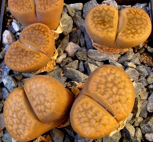 Lithops hookeri v.subfenestrata (De Boer) Cole (1964) C 019