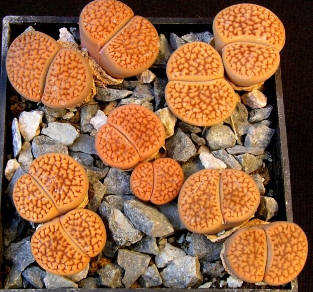 Lithops hookeri Vermiculate form (Berg.) Schwant. (1874) LMP 1451-LT