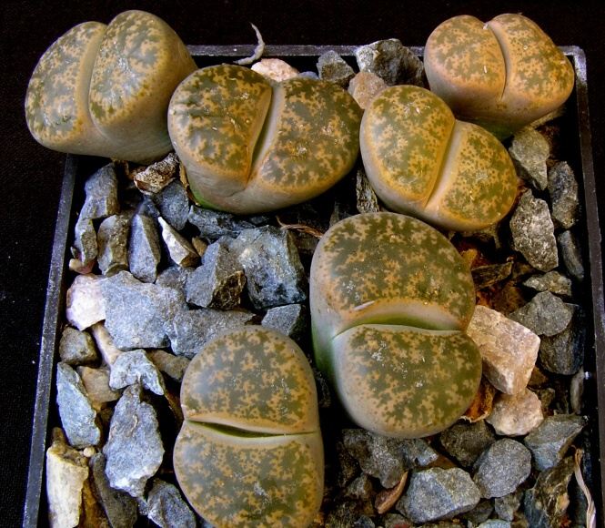 Lithops lesliei (N.E.Br.) N.E.Br. (1912)