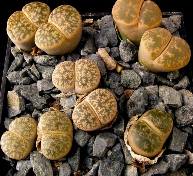 Lithops lesliei (N.E.Br.) N.E.Br. (1912) C 352