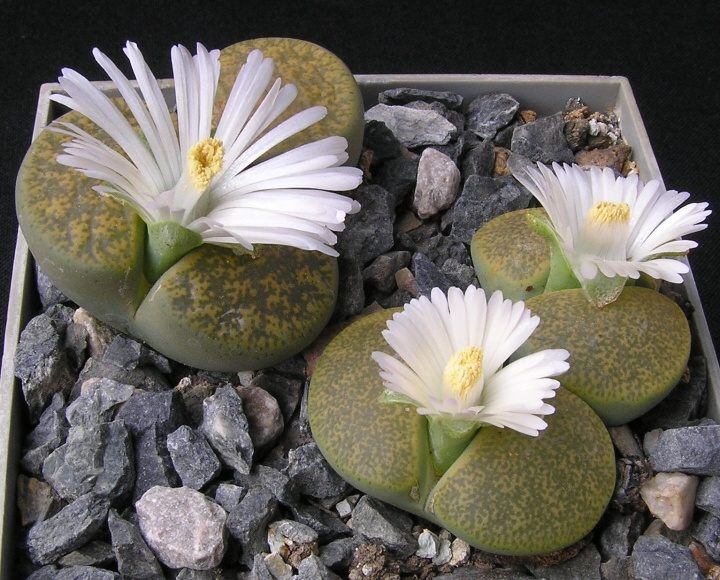 Lithops lesliei cv.Albinica (1968)