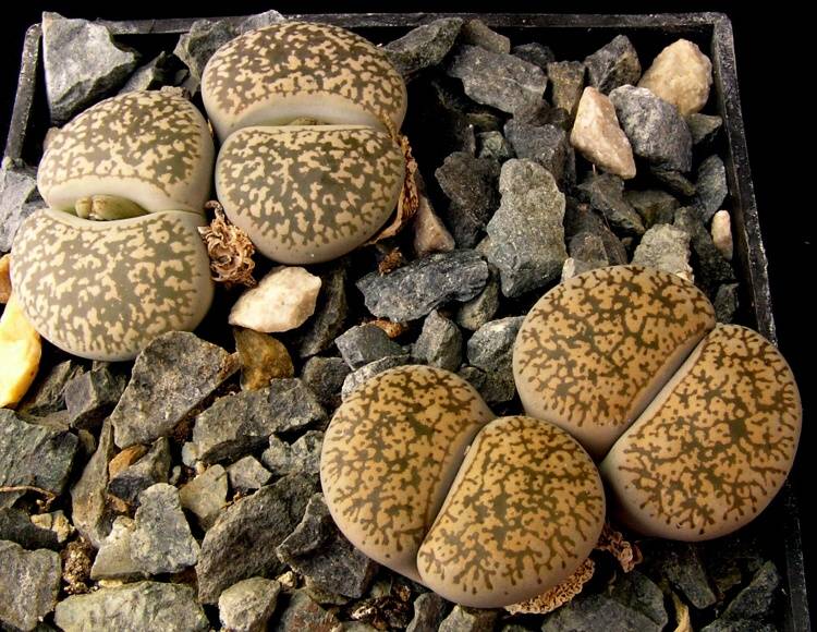 Lithops lesliei (N.E.Br.) N.E.Br. Kimberley form C 341