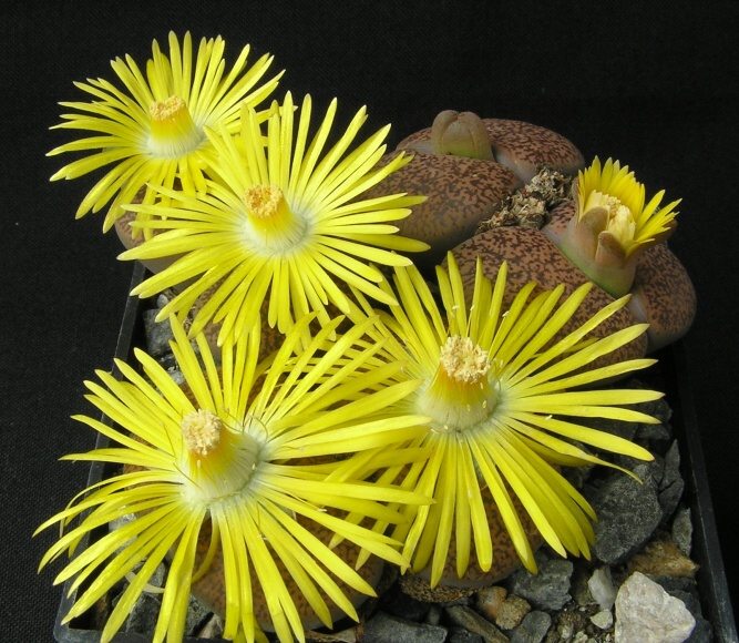 Lithops lesliei v.mariae Cole (1970) LMP 73 