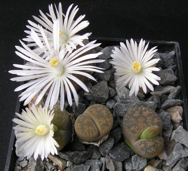 Lithops lesliei v.minor De Boer (1961) C 006 