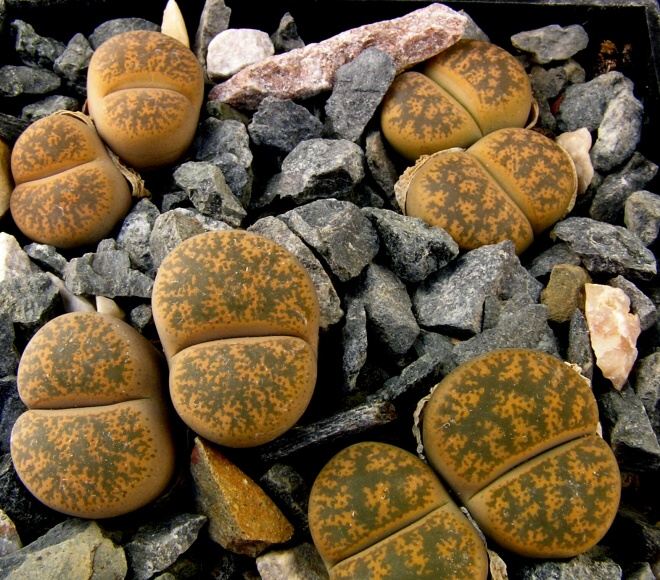 Lithops lesliei v.minor cv.Witblom C 006A 