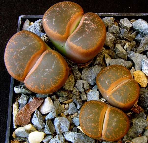 Lithops lesliei v.minor De Boer (1961) TL C 006