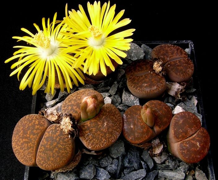 Lithops lesliei v.rubrobrunnea De Boer (1962) C 207