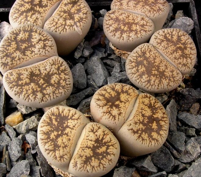 Lithops lesliei v.venteri (Nel) De Boer et Boom (1940) C 001 