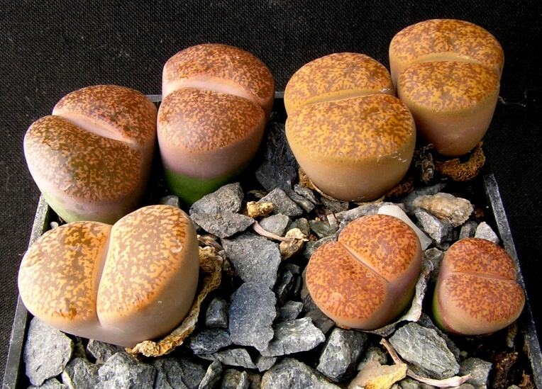 Lithops lesliei Warrenten form (N.E.Br.) N.E.Br. (1912) C 005