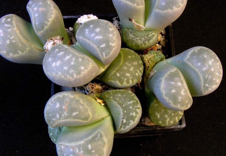 Lithops marmorata (N.E.Br.) N.E.Br. (1920)