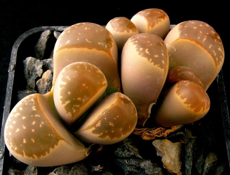 Lithops olivacea L.Bol. (1929) TL C162B