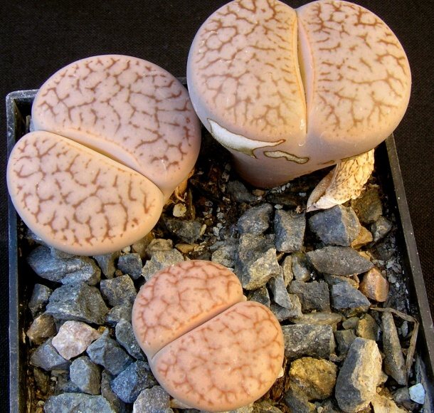 Lithops pseudotruncatella ssp.dendritica  (Nel) Cole (1946) C 071T