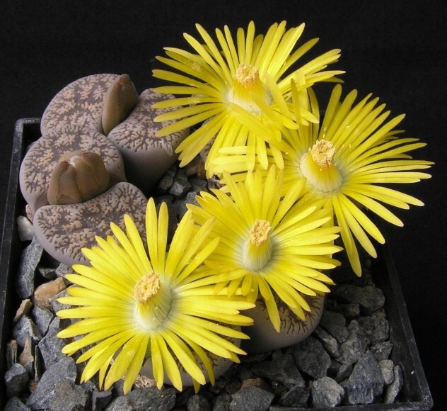 Lithops schwantesii Dint. (1928)