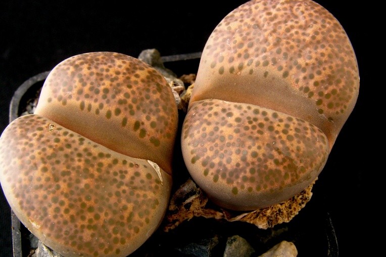 Lithops terricolor f. Princ Albert N.E.Br. C 134