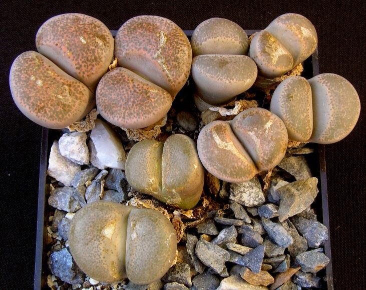 Lithops terricolor N.E.Br. (1922) PV 593