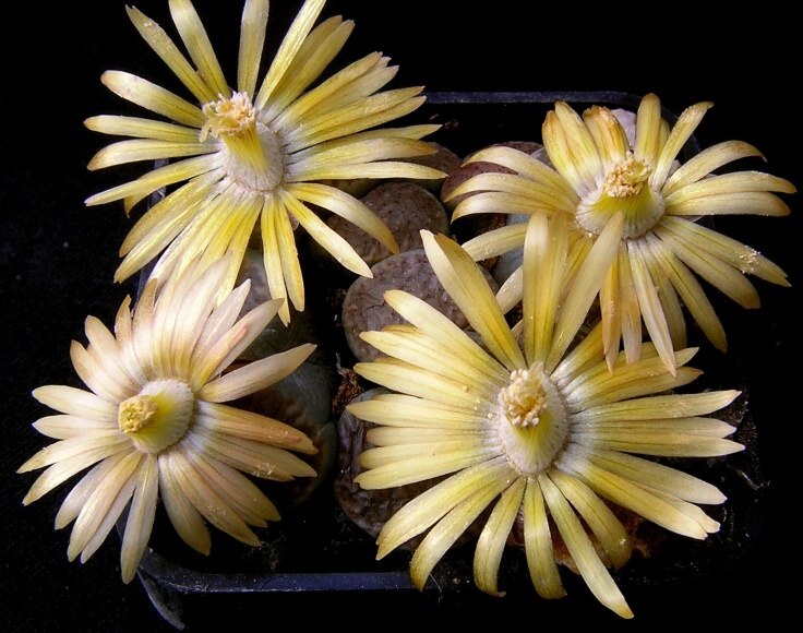 Lithops verrucullosa Nel. (1943) C 159