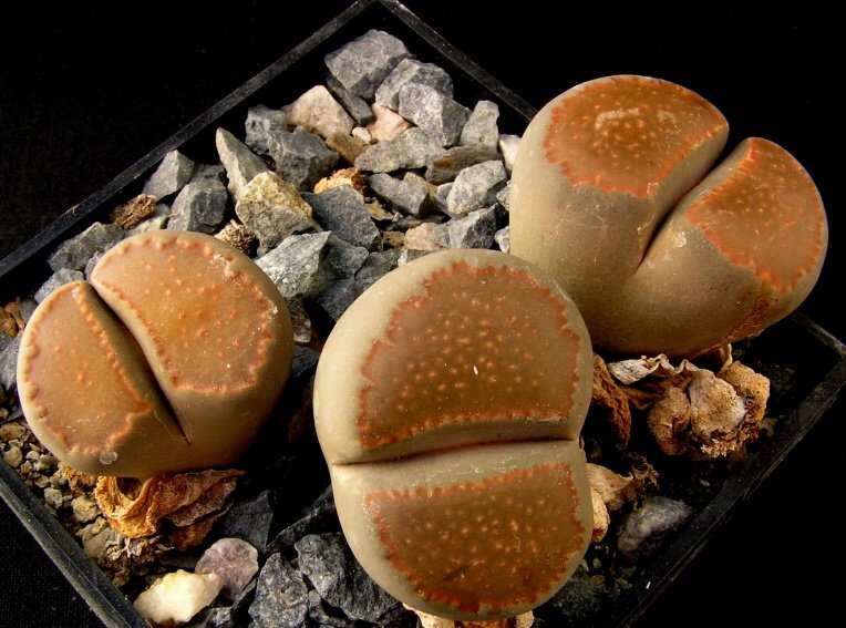 Lithops villetii ssp.kennedyi (De Boer) Cole (1967)