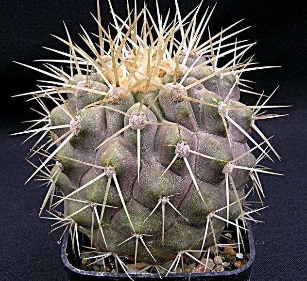 Copiapoa haseltoniana v.minor Backeberg