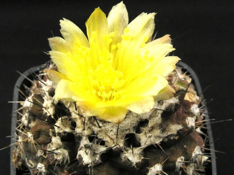 Copiapoa humilis (Phil.) Ritt. (1953)- květ