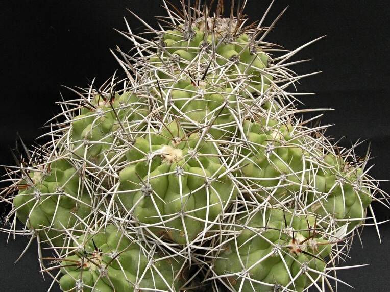 Copiapoa pepiniana 01