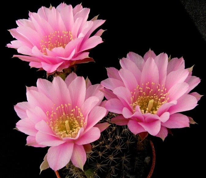 Echinopsis hybridní rostlina Rektořík