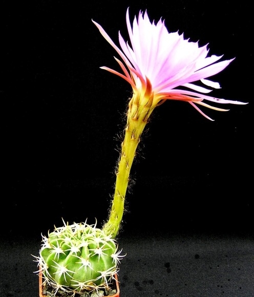 Echinopsis obrepanda JO 01 K.Schumann (1894)