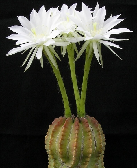 Echinopsis subdenudata Cardenas