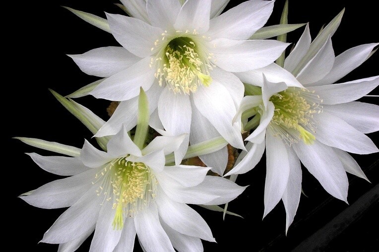 Echinopsis subdenudata Cardenas - květy