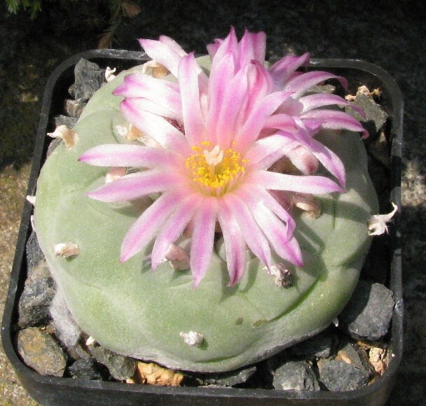 Lophophora fricii Habermann (1974)