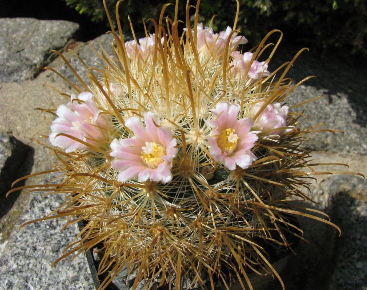 Mammillaria cowpereae Shurly