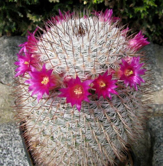 Mammillaria haageana SB 680 Pfeifer (1836)