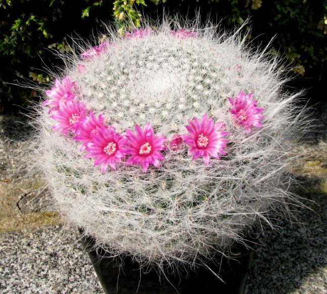 Mammillaria hahniana Werdermann (1929) 2