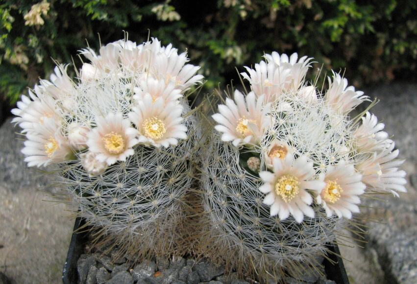 Mammillaria pennispinosa v.nazanensis Glass et Foster. 