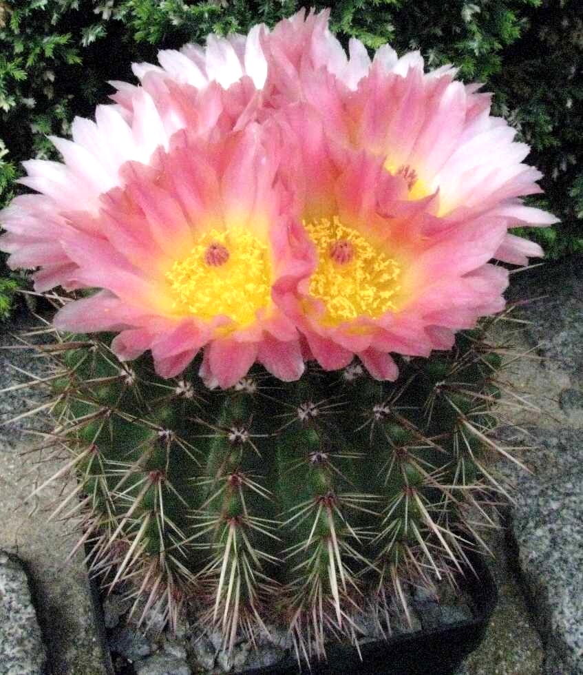 Notocactus roseiluteus van Vliet