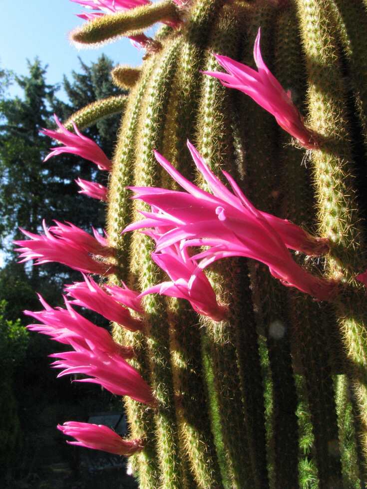 Aporocactus flagelliformis (Linnaeus) Lemaire 2