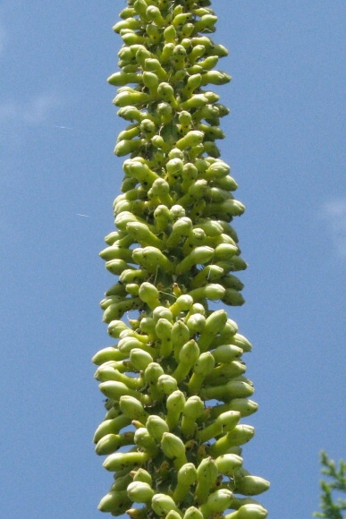 Agave victoriae-reginae T.Moore 3