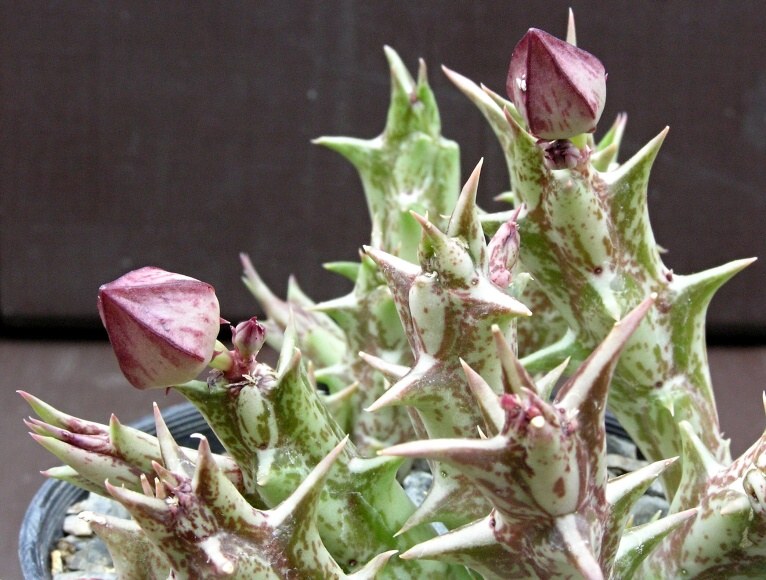 Caralluma dummeri 1