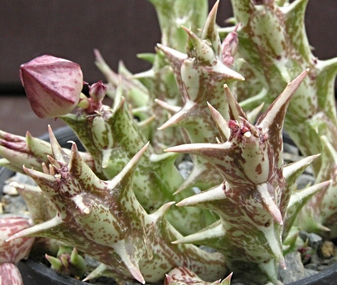 Caralluma dummeri 2