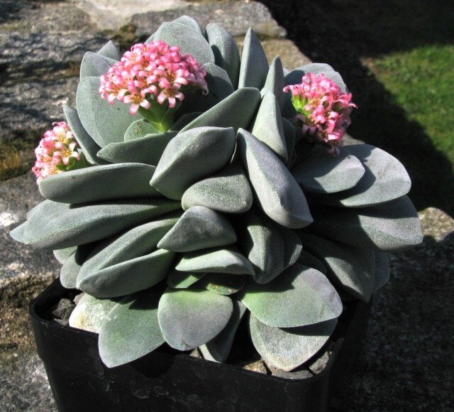 Crassula mesembrianthenopsis