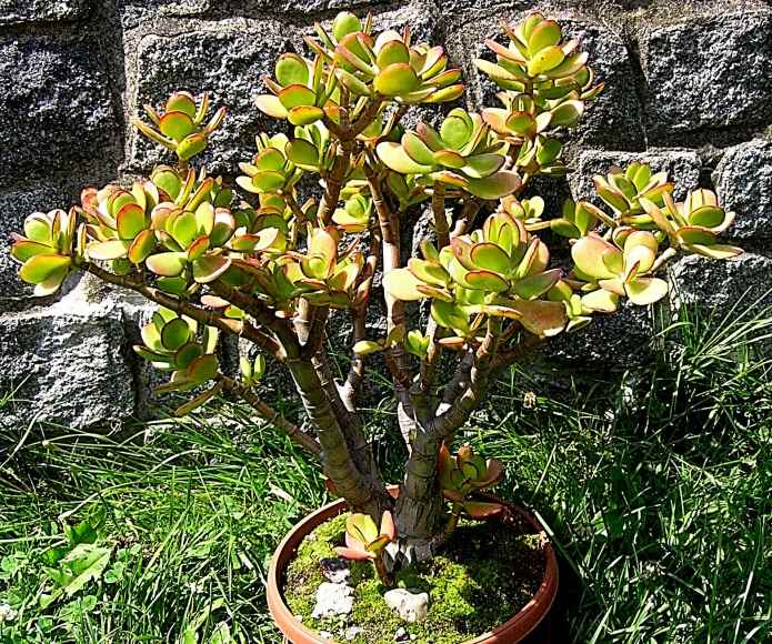 Crassula portulaca 1