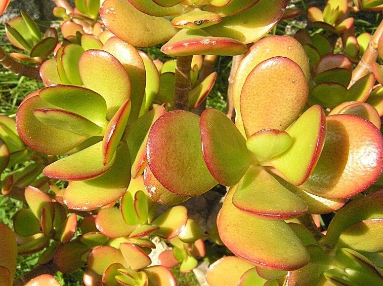 Crassula portulaca 2