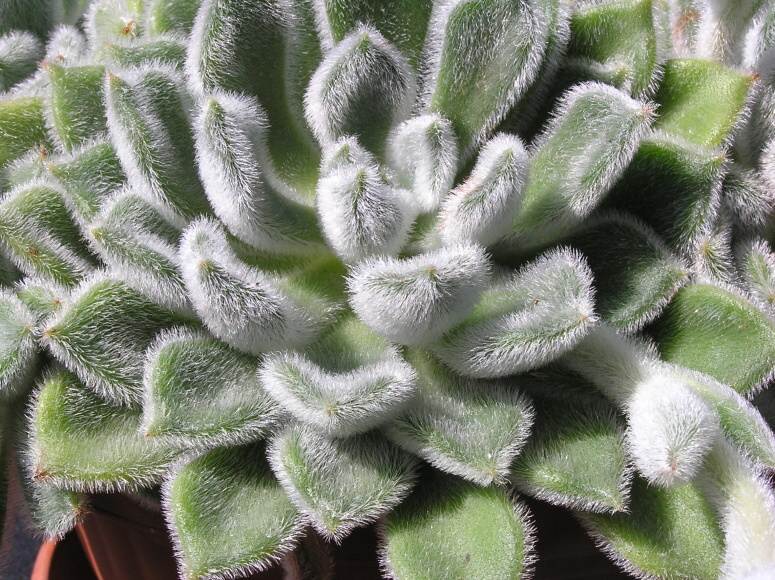 Echeveria mentosa 1