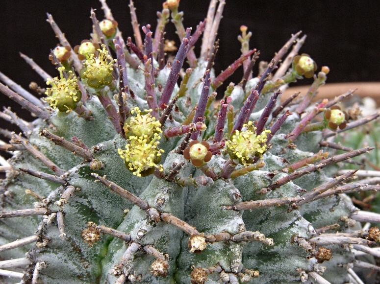 Euphorbia horrida 1