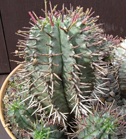 Euphorbia horrida 2