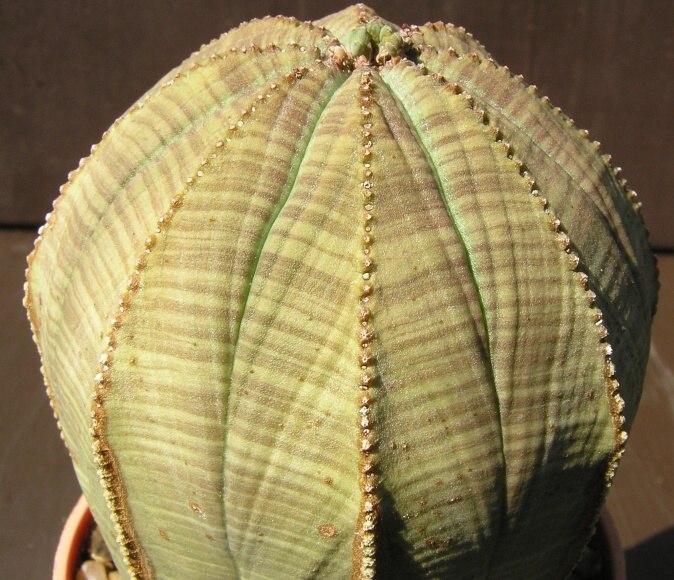 Euphorbia obesa 2