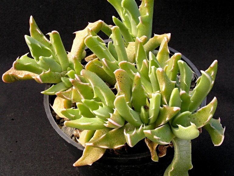 Faucaria albidens 